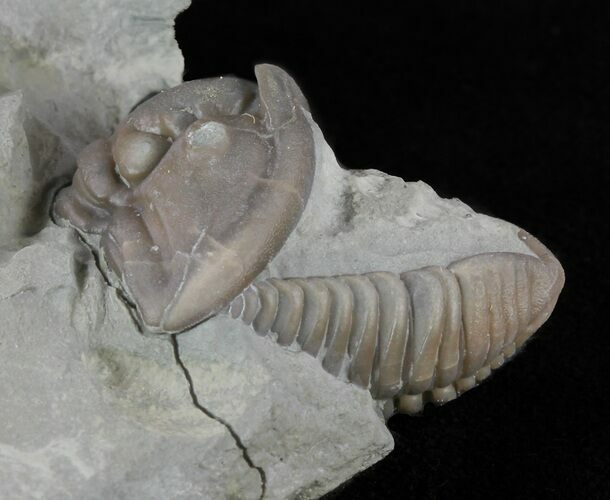 Wide, Enrolled Flexicalymene Trilobite - Ohio #61029